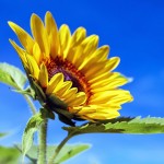 sunflower-1536088_960_720