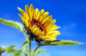 sunflower-1536088_960_720